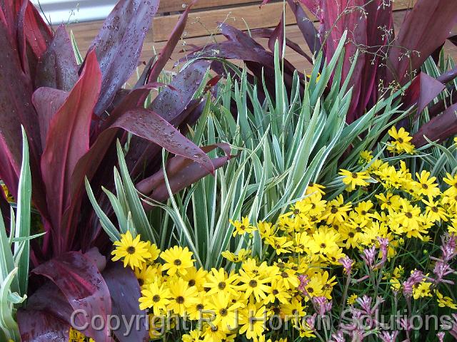 Cordyline and dianella